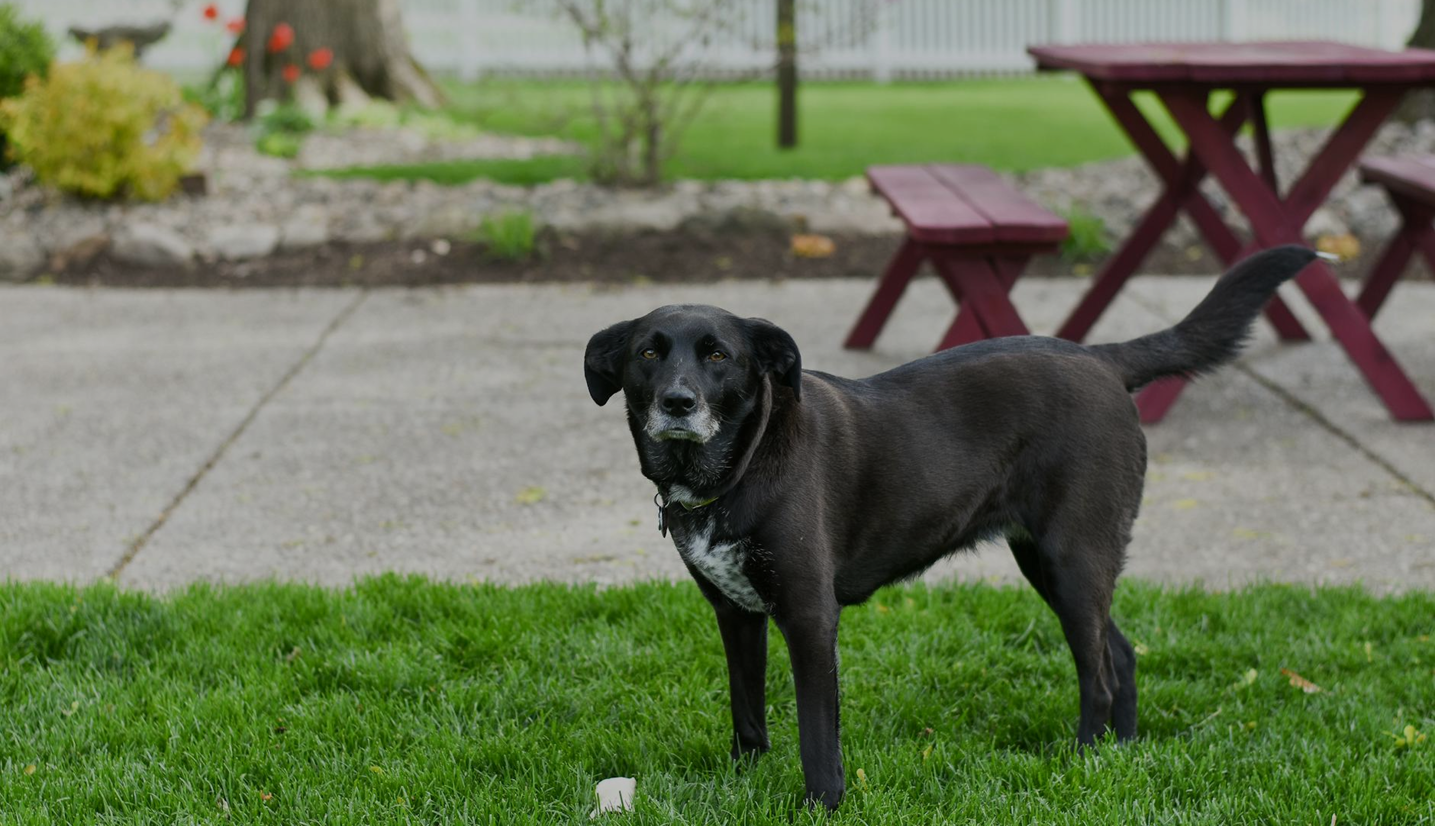 Why Pet Owners Love ForeverLawn K9Grass®: The Best Turf for Dogs 3 Frame 65tt
