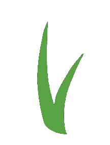 ForeverLawn Lake Norman