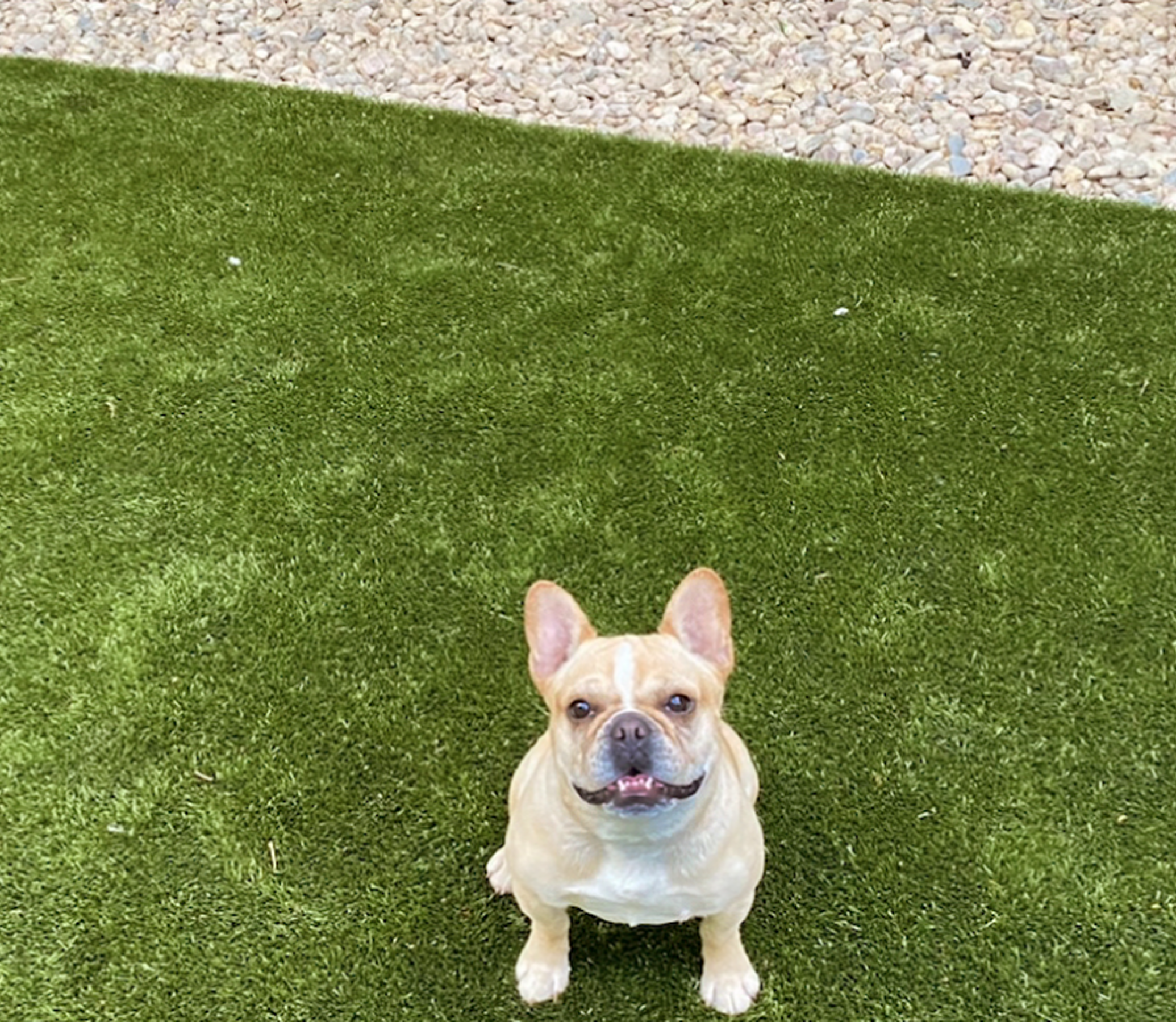 Why Pet Owners Love ForeverLawn K9Grass®: The Best Turf for Dogs 2 Screen Shot 2024 10 21 at 3.27.51 PM 1