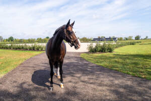 equin2