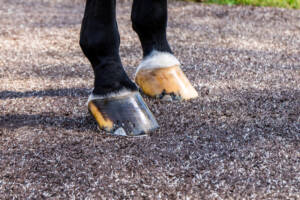 equine